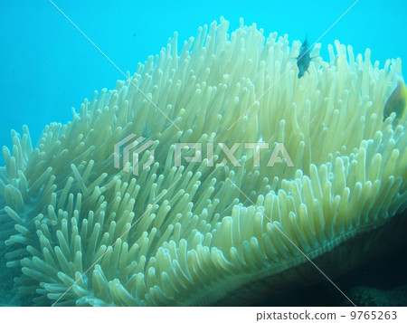 Guam Piti Bay 9765263