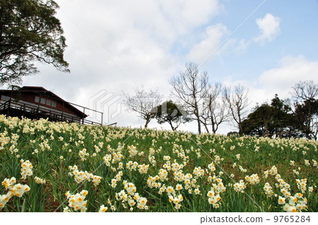 Narcissus extending to the sky 9765284
