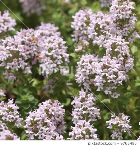 時間花 時間花 9765495