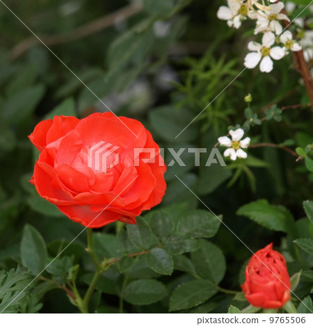 迷你玫瑰 迷你玫瑰 9765506