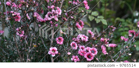 魚龍梅 魚龍梅 9765514