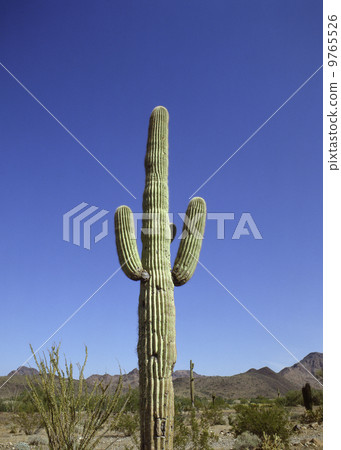 Cactus 9765526