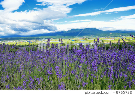 Furano's summer sky and lavender fields 9765728