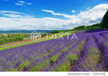 富良野的夏日天空和薰衣草田 9765730