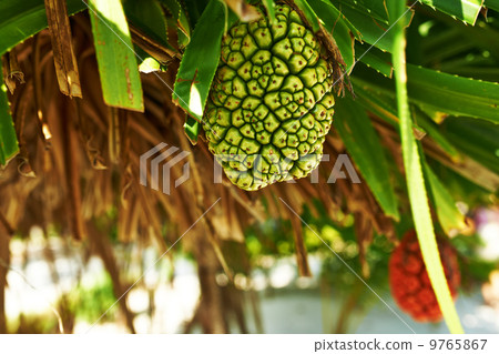 Screw Pine fruit or Pandanus Screw Pine fruit or Pandanus 9765867