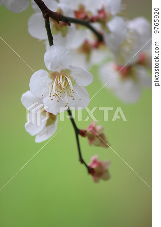White plum White plum 9765920