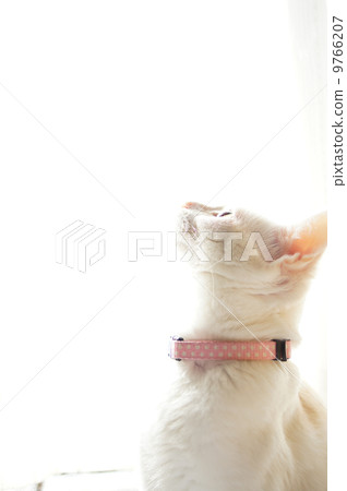 Cat Cat 9766207