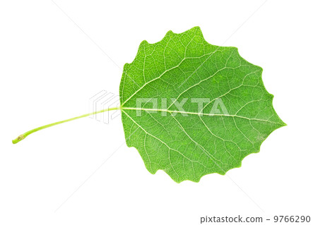 Green leaf Green leaf 9766290