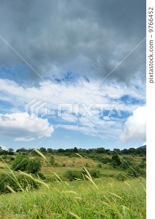 Beautiful flora of Kos island Beautiful flora of Kos island 9766452