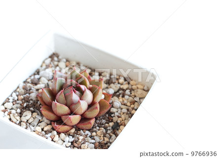 Yamato Mina Yamato Mina 9766936