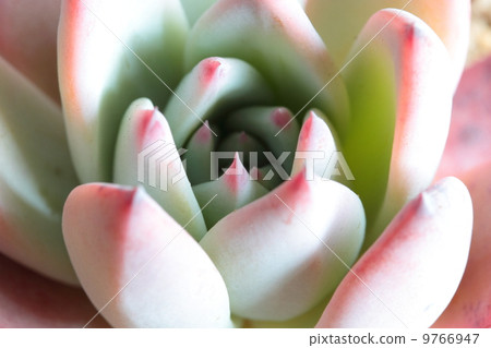 Kolorata Brandti 9766947