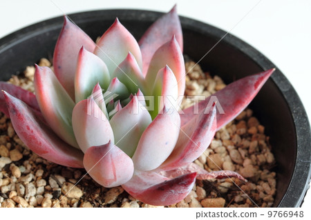 Kolorata Brandti Kolorata Brandti 9766948