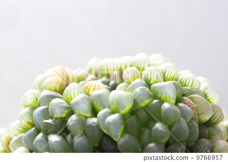 Haorthia obtusa shizukaishi 9766957