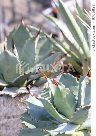 Agave 9766958