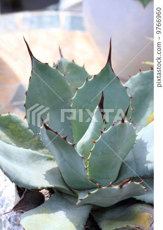 龍舌蘭Kichiyouten(巴里) 龍舌蘭Kichiyouten(巴里) 9766960