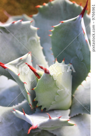 Agave thunder god 9766961