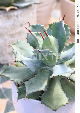 龍舌蘭雷神(馬鈴薯朗姆酒) 龍舌蘭雷神(馬鈴薯朗姆酒) 9766962