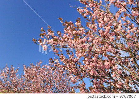 Double cherry blossoms 9767007