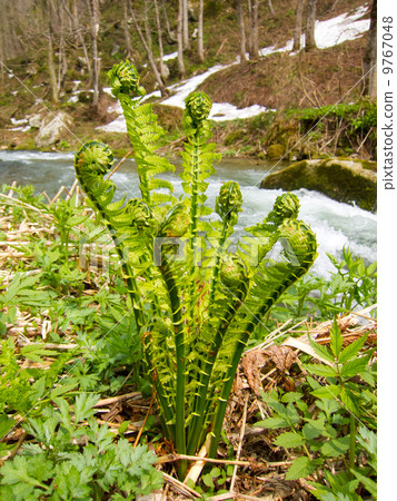 Kogomi growing in a stream Kogomi growing in a stream 9767048