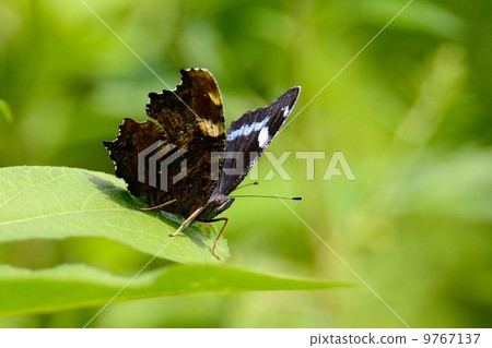 Ruritateja Ruritateja 9767137