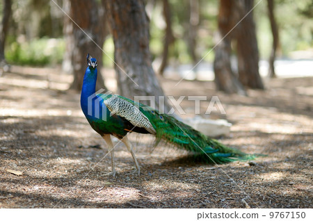 A peacock walking in a forest 9767150