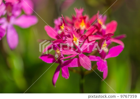 蘭花 蘭花 9767359