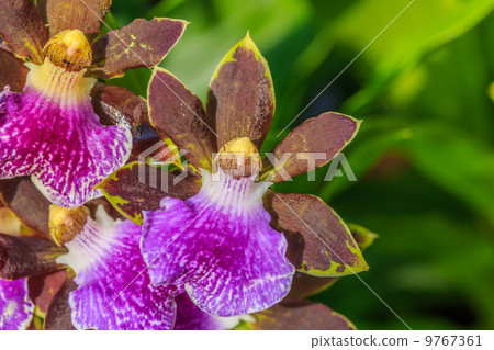 Digipetalam Digipetalam 9767361