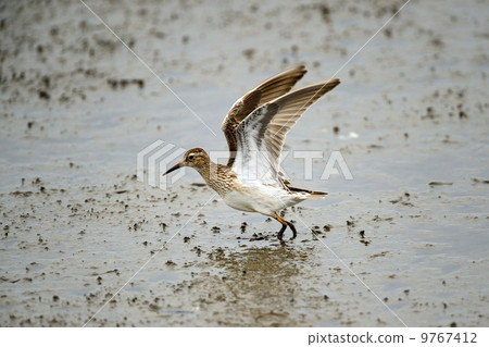 The American quail 9767412