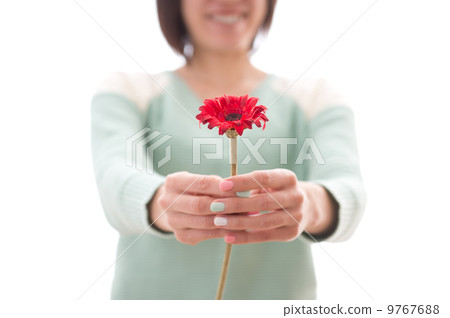 女裝非洲菊 9767688