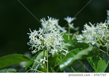 它被稱為單葉Nanja Monja樹。 它被稱為單葉Nanja Monja樹。 9767787