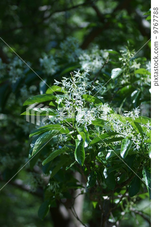 它被稱為單葉Nanja Monja樹。 它被稱為單葉Nanja Monja樹。 9767788