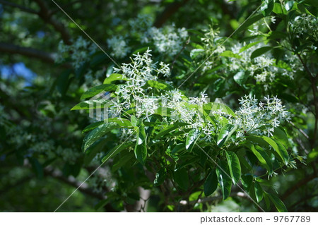 它被稱為單葉Nanja Monja樹。 9767789