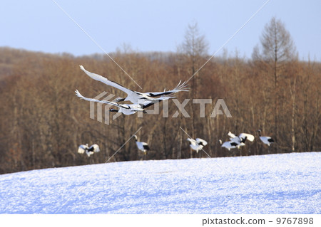 丹頂鶴 丹頂鶴 9767898