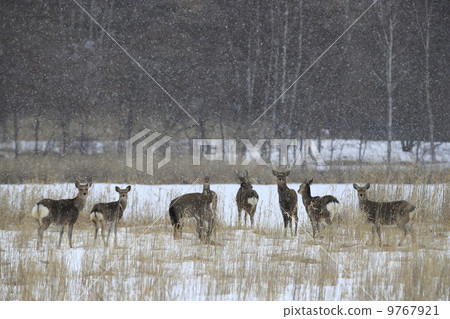 Ezo deer 9767921
