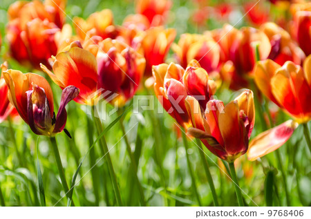 Tulip field on bright summer day Tulip field on bright summer day 9768406