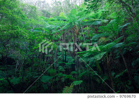 Yanbaru的森林·Lizard Hego Yanbaru的森林·Lizard Hego 9769670