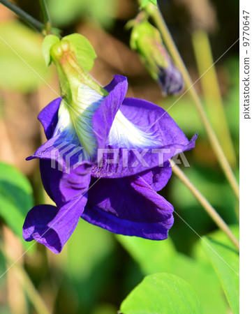 Blue Butterfly Pea Flowers 9770647