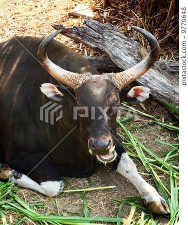 Gaur and Banteng in rainforest Gaur and Banteng in rainforest 9770648