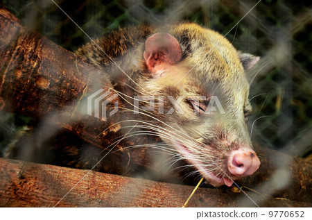 Asian Palm Civet 9770652