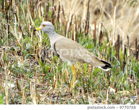 春天凱利 春天凱利 9770788