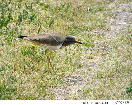 春天凱利 9770789