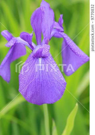 Iris 9770832