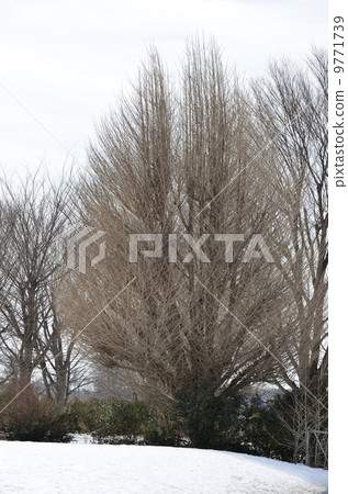 Fuyuki Standing（銀杏） 9771739