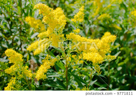 Blooming goldenrod Blooming goldenrod 9771811