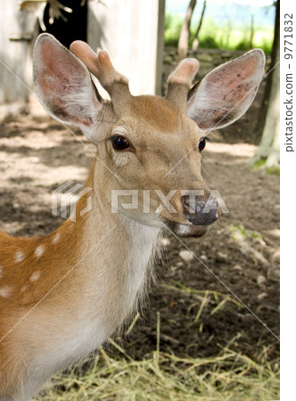 Young deer - one year. 9771832