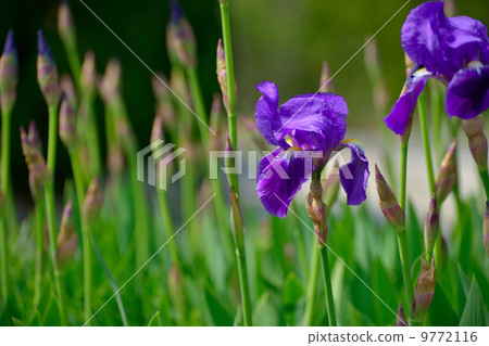 German iris German iris 9772116