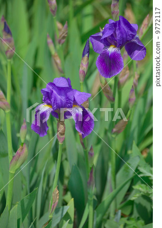 German iris 9772117