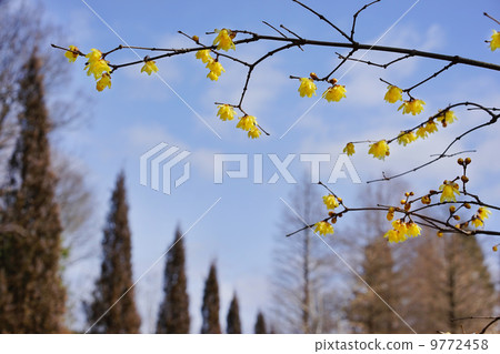 Wax plum and grove 9772458