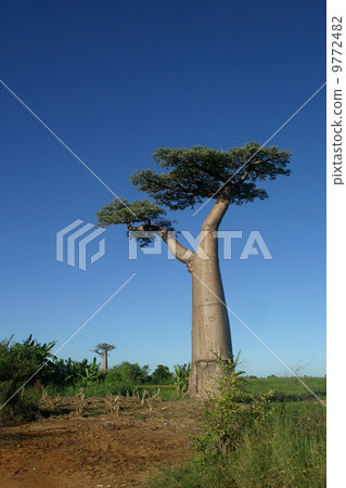 Baobab's tree 9772482