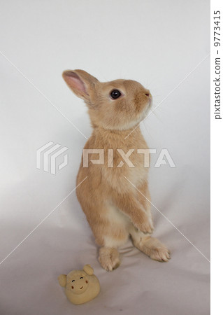 Netherlands Dwarf 9773415